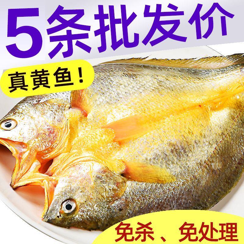 【已去内脏】开背黄花鱼黄鱼鲞国产新鲜冷冻宁德大黄鱼海鲜活