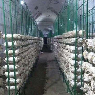 厂家直销批发菌包网格架，蘑菇种植架，食用菌包架，各围栏等