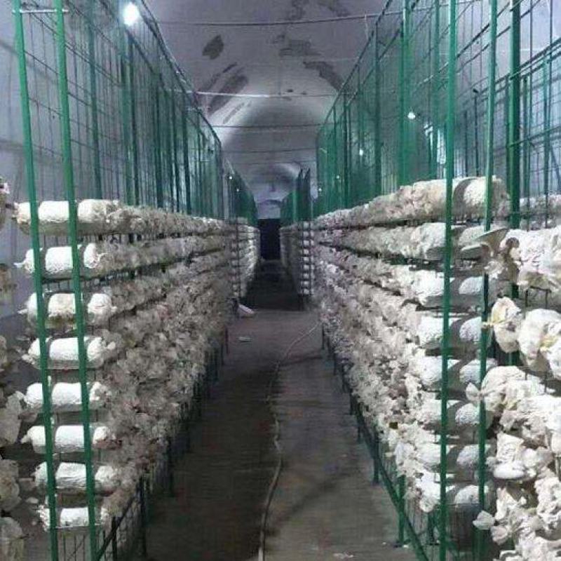 厂家直销批发菌包网格架，蘑菇种植架，食用菌包架，各围栏等