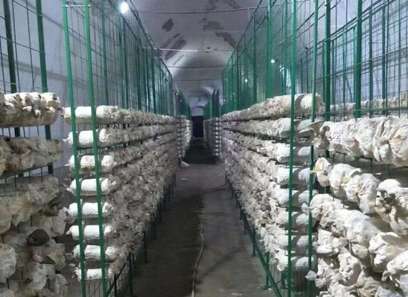 厂家直销批发菌包网格架，蘑菇种植架，食用菌包架，各围栏等
