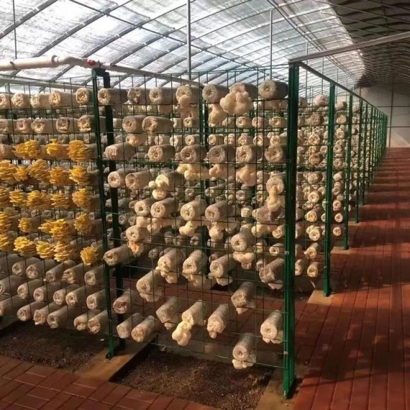 厂家直销批发菌包网格架，蘑菇种植架，食用菌包架，各围栏等