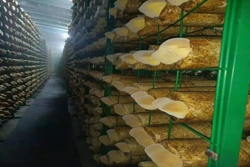 厂家直销批发菌包网格架，蘑菇种植架，食用菌包架，各围栏等
