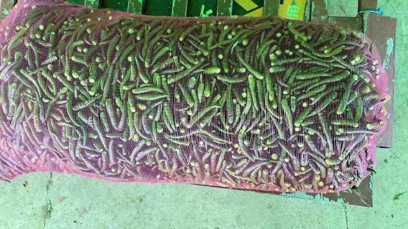 小米椒采摘与销售