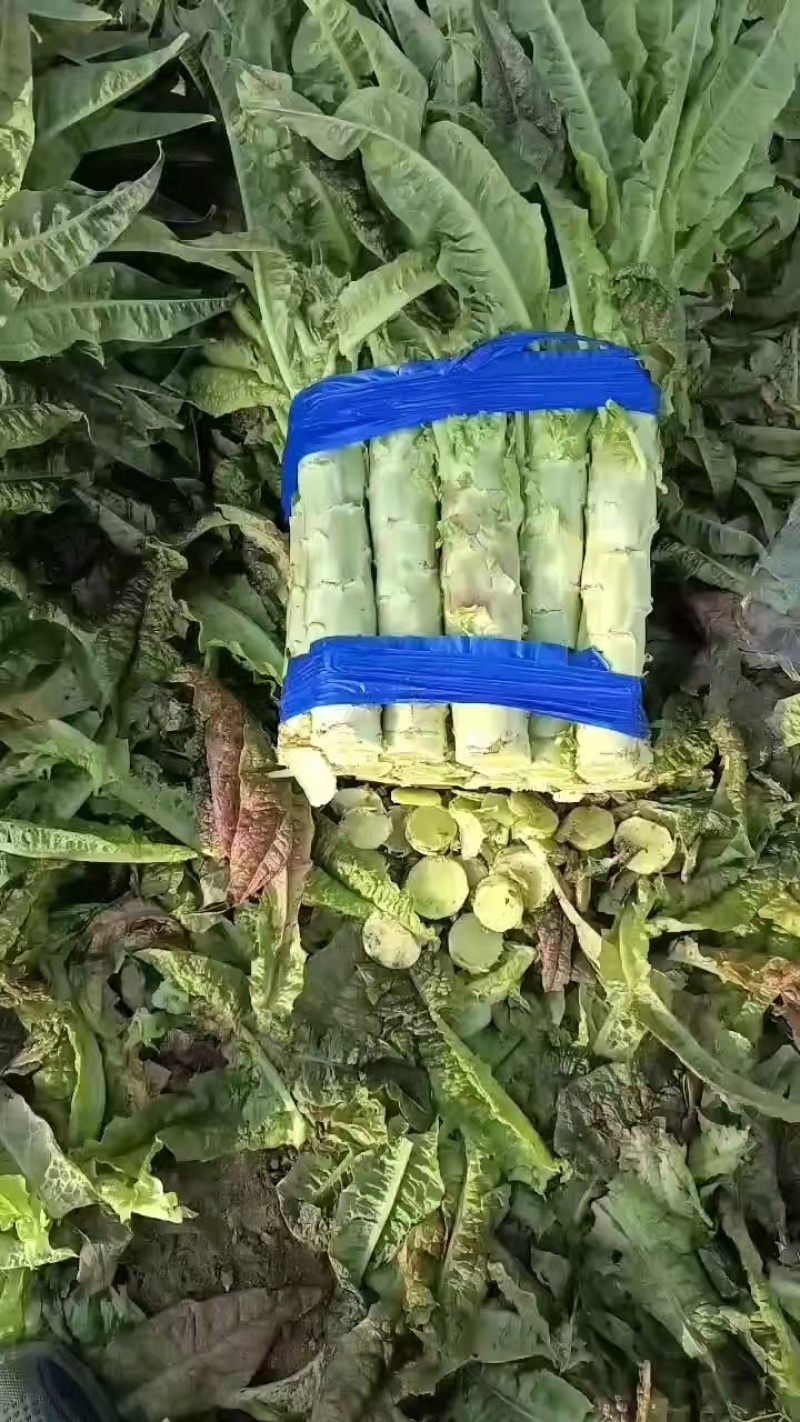 精品莴笋，青肉莴苣产地直发中，保质保量，货源充足一手货源