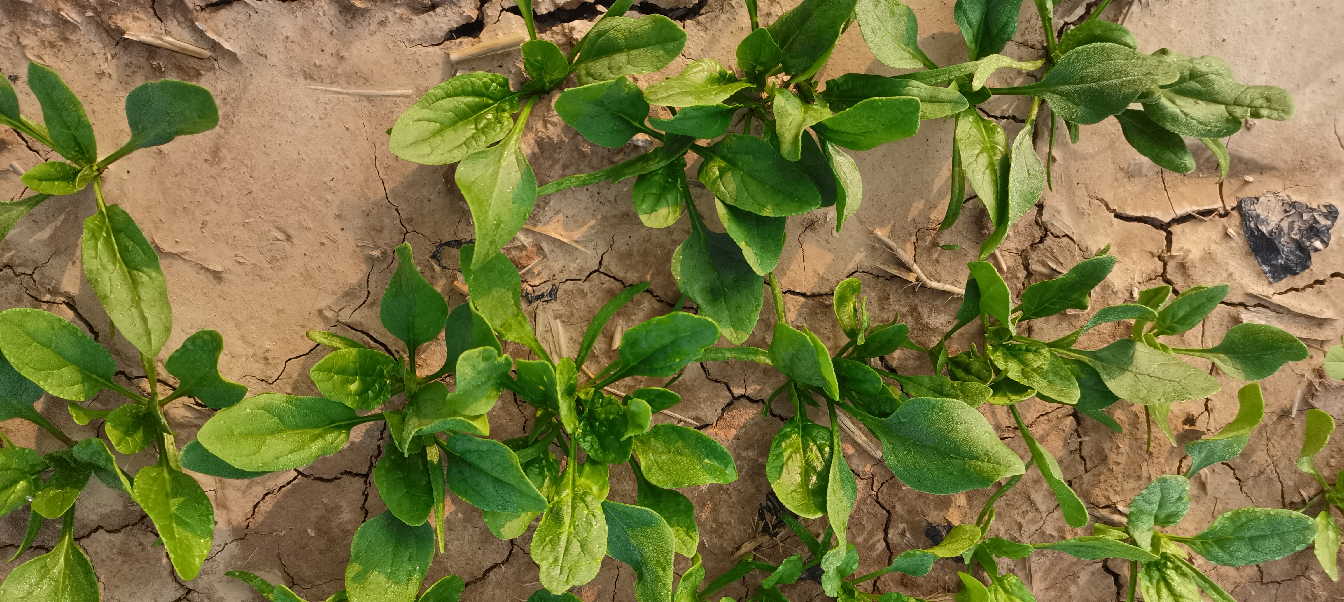 菠菜田间种植,注意水肥管理以延缓抽薹 菠菜田间种植管理图