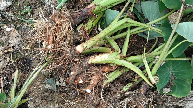 福建槟榔芋种