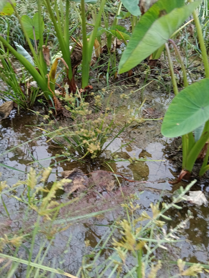 福建槟榔芋种