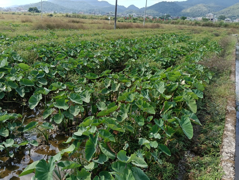 福建槟榔芋种