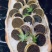 贝帆立柱，兰花蚌，螯虾，甜虾，象拔蚌，三文鱼，红金枪鱼…