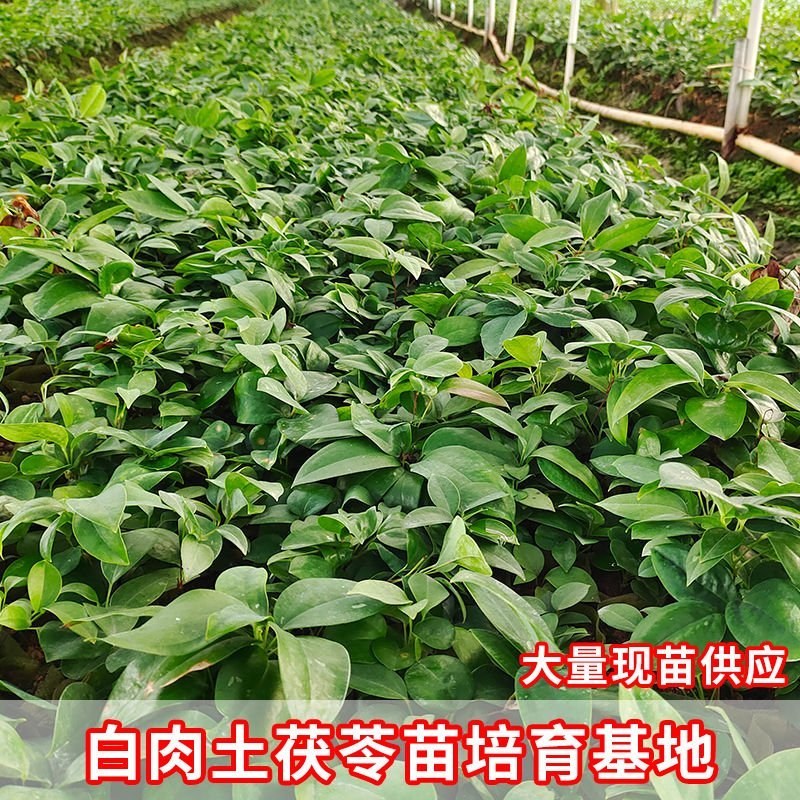 高产土茯苓种苗