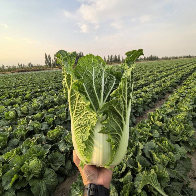 宁夏沙地白菜精品短颗大量有货，