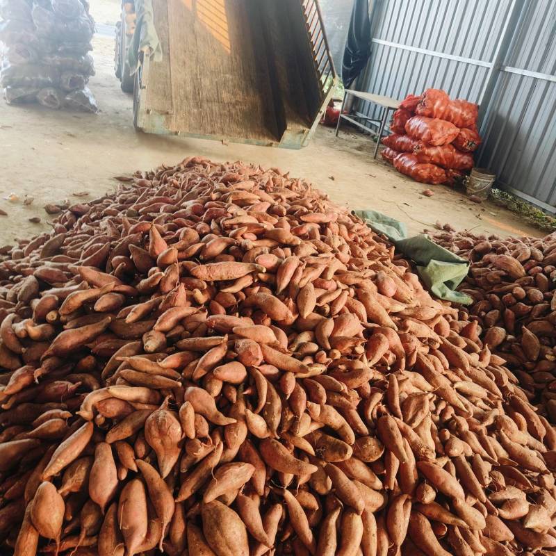 【推荐】湖北西瓜红红薯大量现货供应中规格齐全可包装