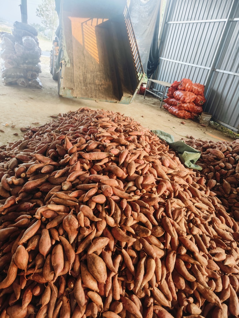 【推荐】湖北西瓜红红薯大量现货供应中规格齐全可包装