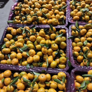 蜜广，棉桔，