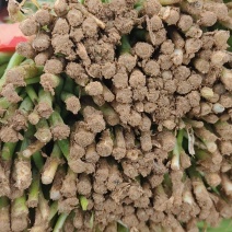万亩精品韭菜大量上市，欢迎五湖四海的老板来电话联系货源充