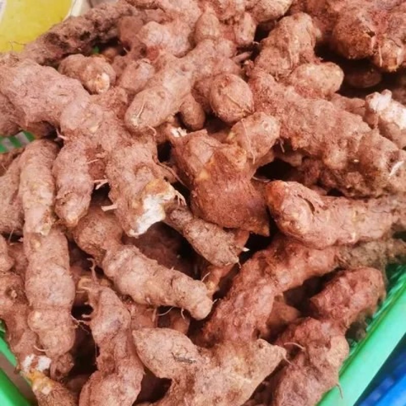广东土茯苓