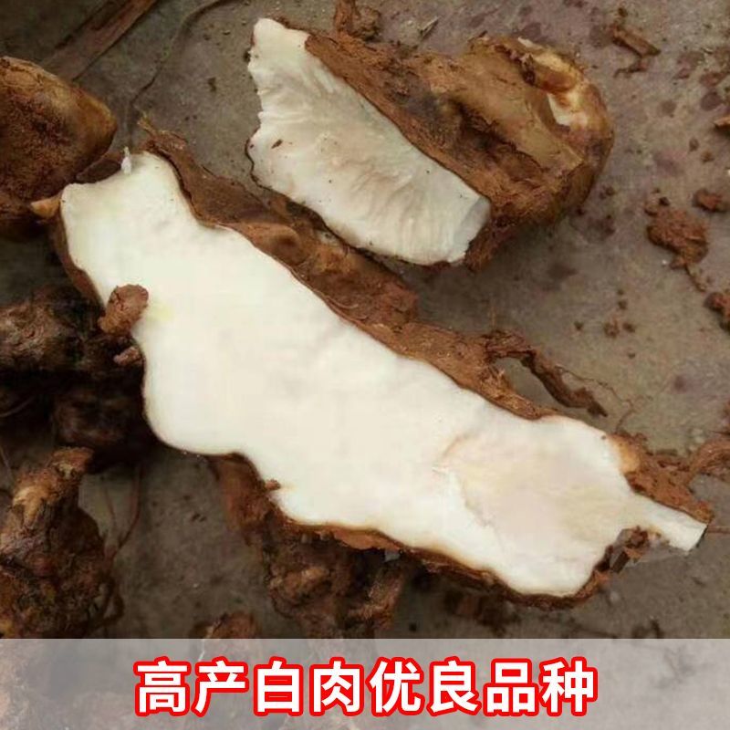 随时有货一手货源土茯苓优质供应欢迎联系