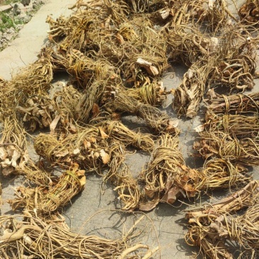 白花牛奶根