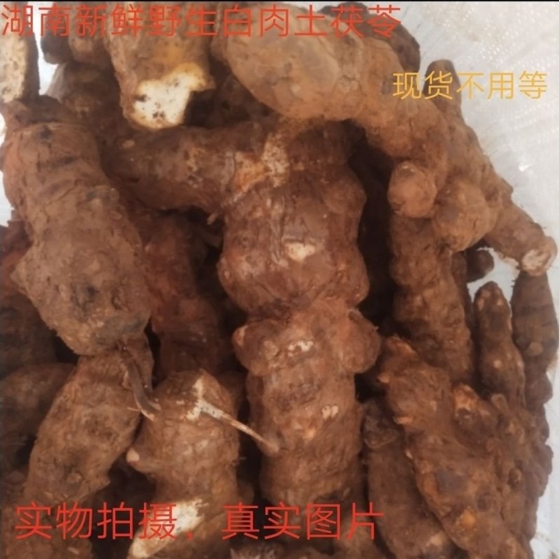 全国供应精品土茯苓长期有货新鲜采挖产地直发