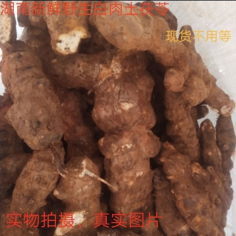 全国供应精品土茯苓长期有货新鲜采挖产地直发