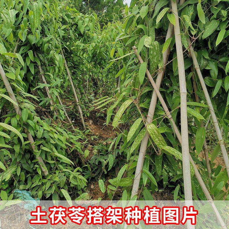 全国供应精品土茯苓长期有货新鲜采挖产地直发