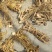 白花牛奶根