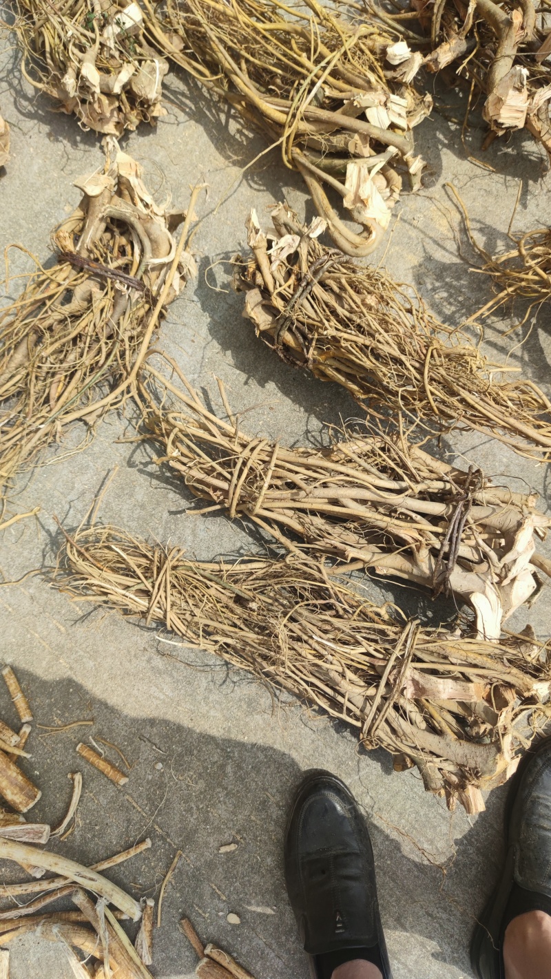 白花牛奶根