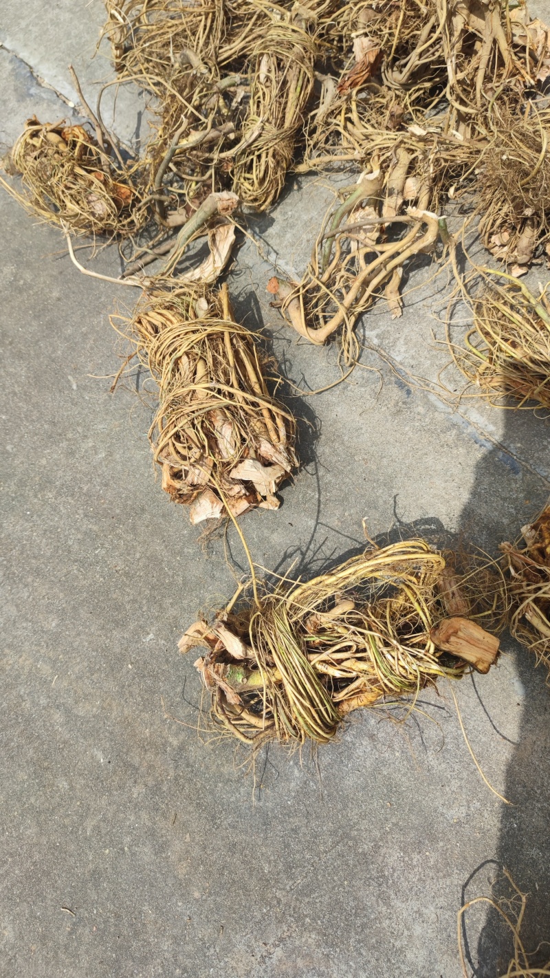 白花牛奶根