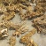 白花牛奶根