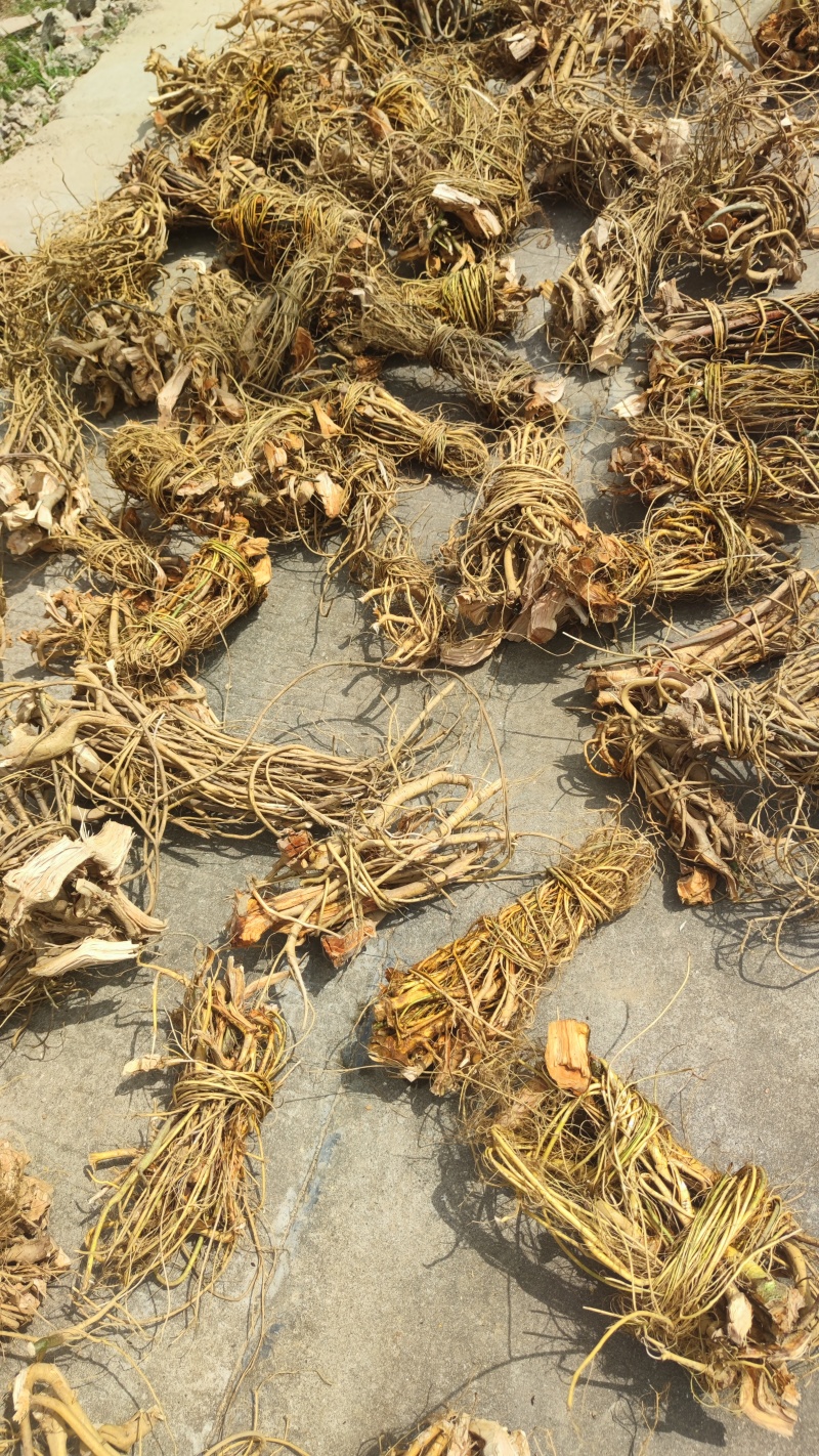 白花牛奶根