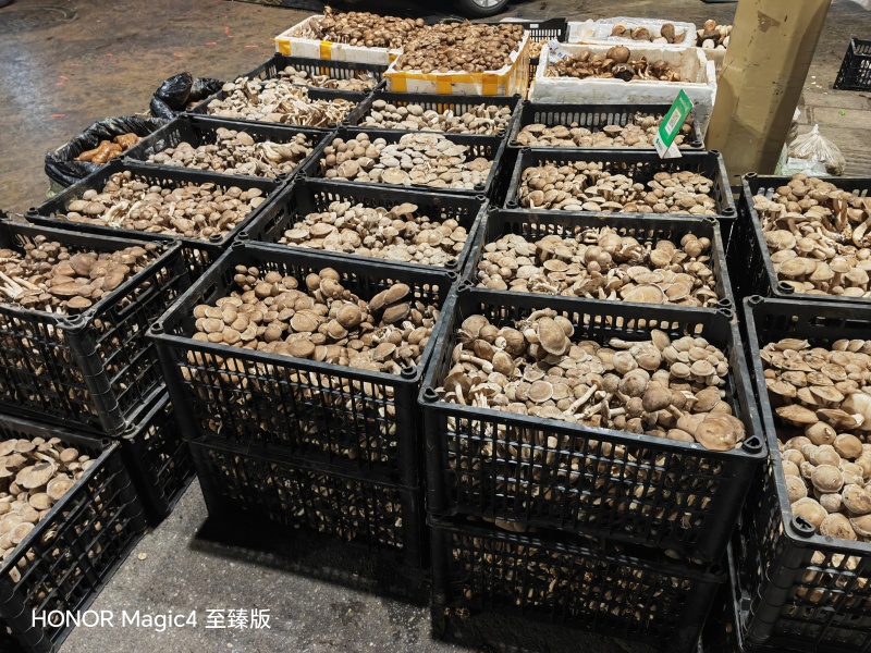 云南一窝菌