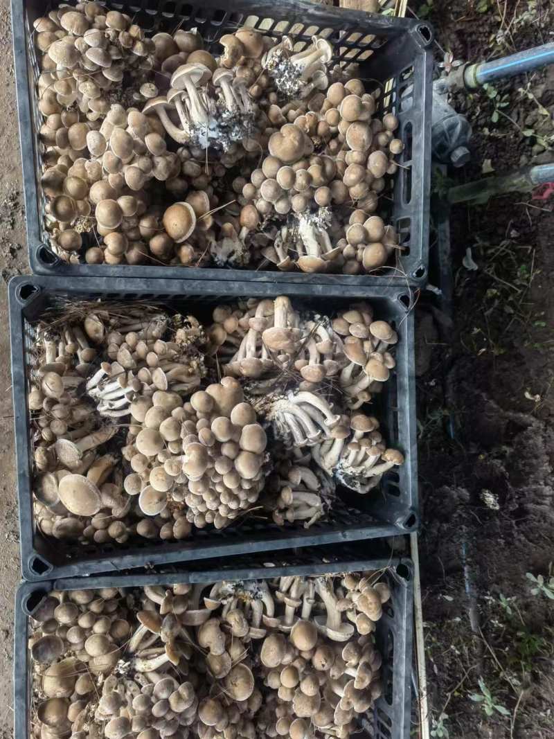 云南一窝菌