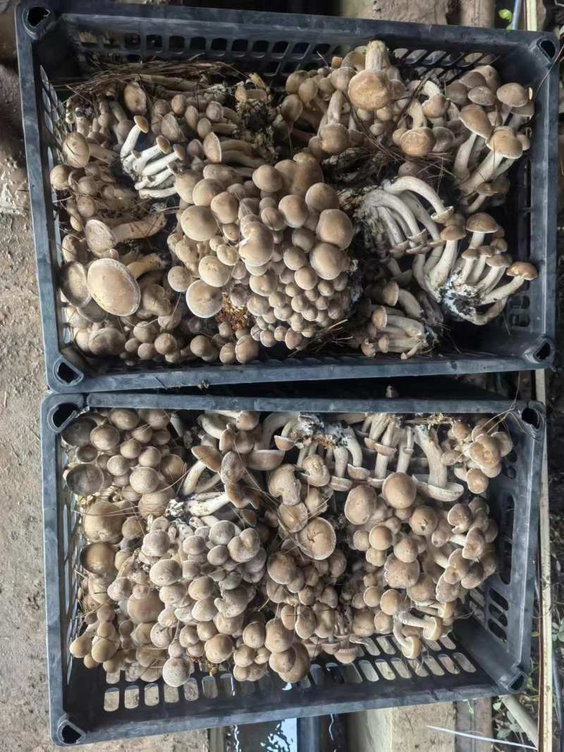 云南一窝菌