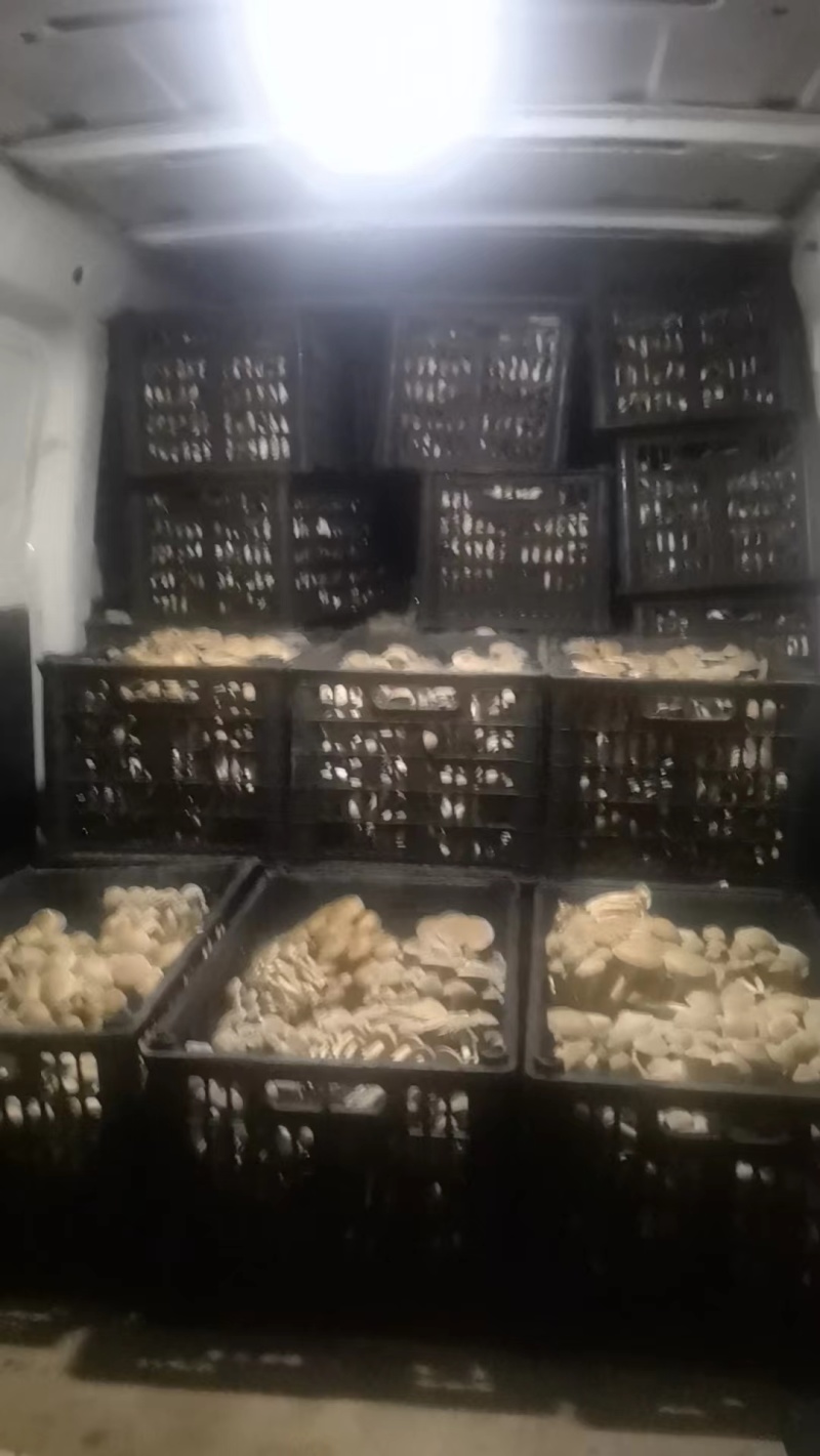 云南一窝菌