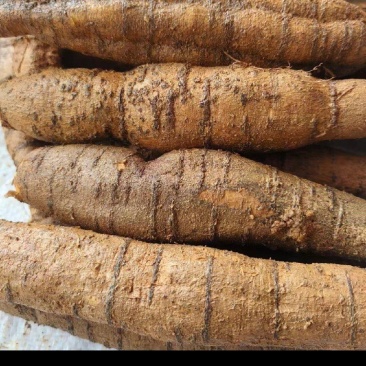 野生牛大力，新鲜，大量现货，欢迎购买咨询打电话给我。