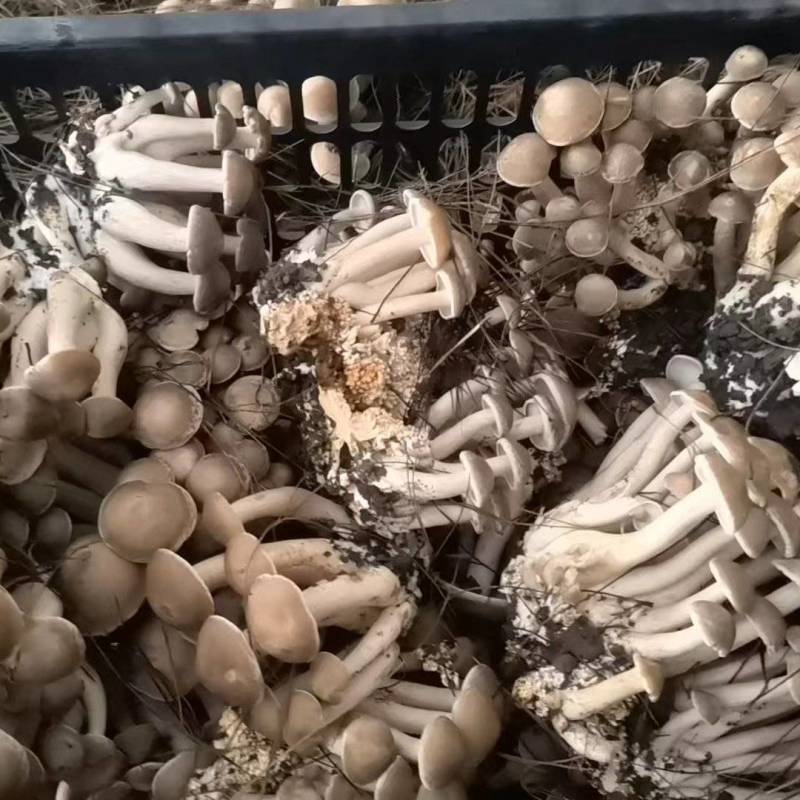 云南一窝菌