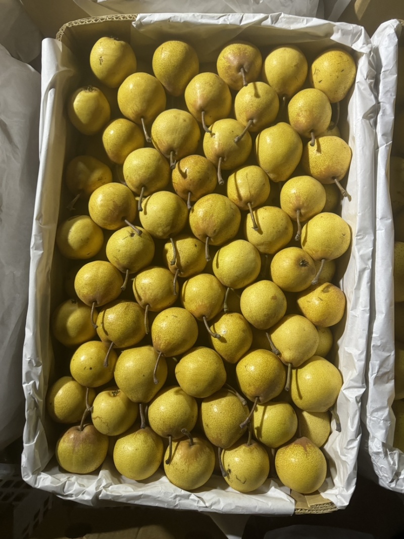 油皮尖把梨梨面油亮个头品相特级产地直供欢迎咨询