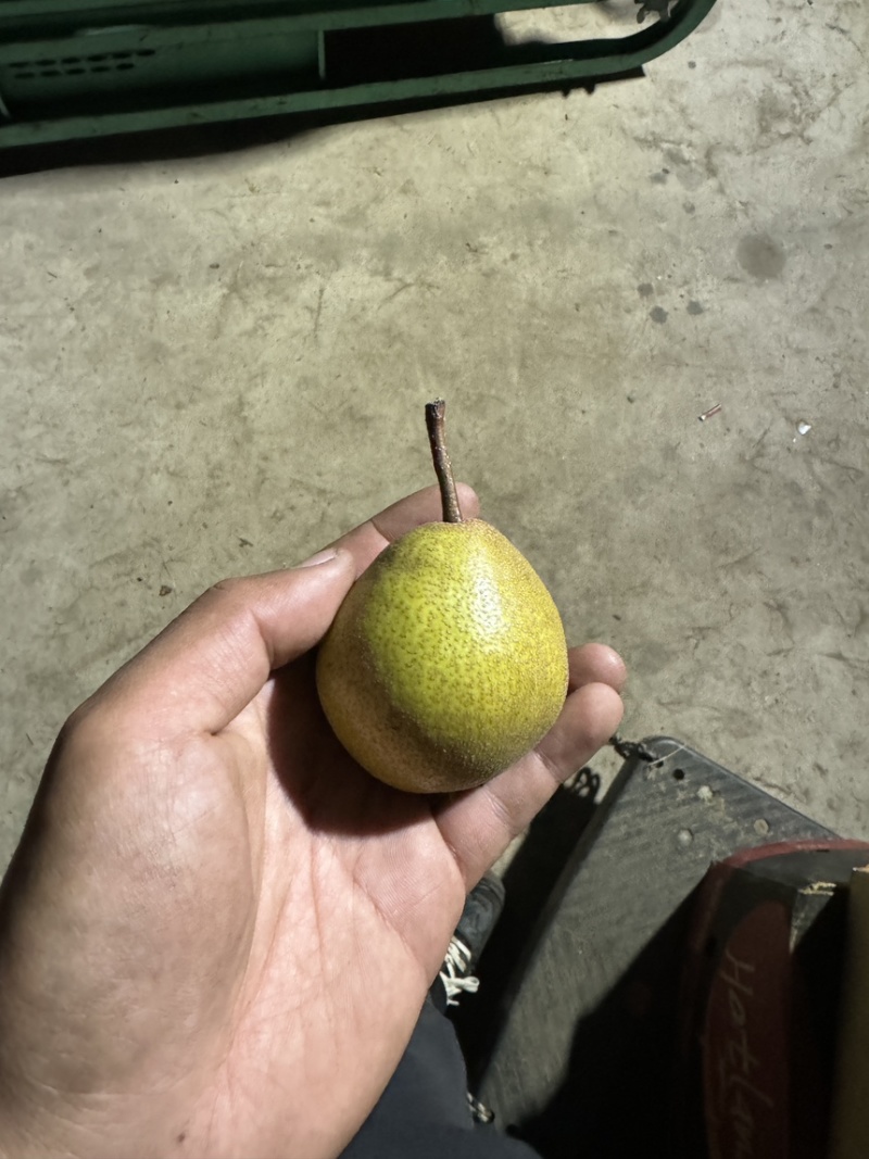 油皮尖把梨梨面油亮个头品相特级产地直供欢迎咨询