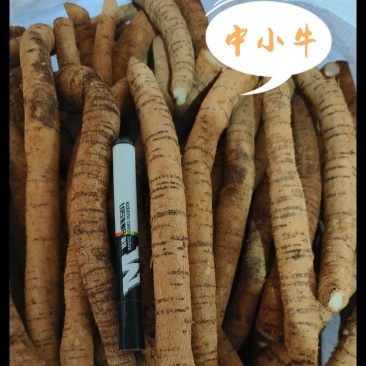 牛大力，大量现货，欢迎购买咨询打电话给我。