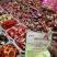 好运来金品缘巧克力量大质优价格优惠欢迎各大老板采购