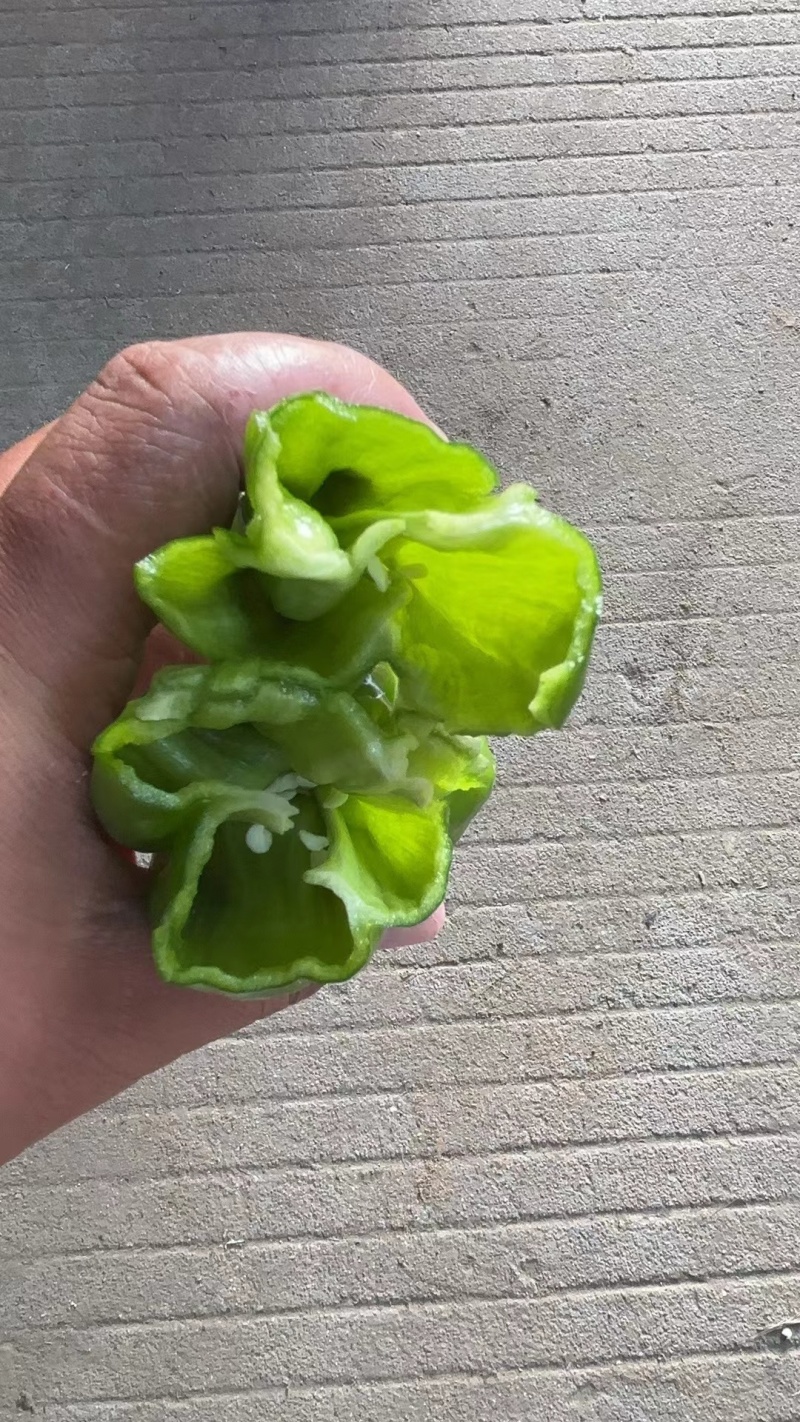 精品薄皮椒芜湖椒青椒大量供应各种规格欢迎来电
