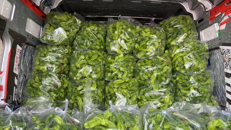 精品薄皮椒芜湖椒青椒大量供应各种规格欢迎来电
