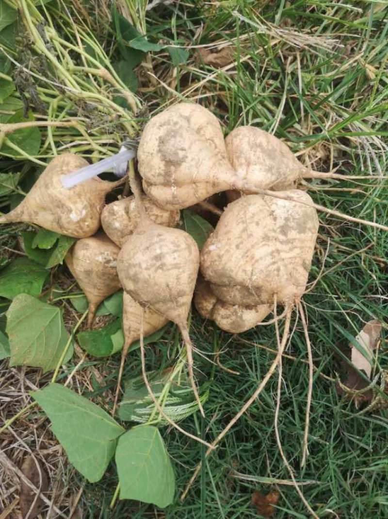 新鲜湖北豆薯，当地产地直供，甜脆可口，价格特惠！