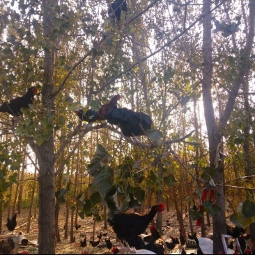 山东红公鸡大量现货供应全国支持团购批发市场欢迎咨询！