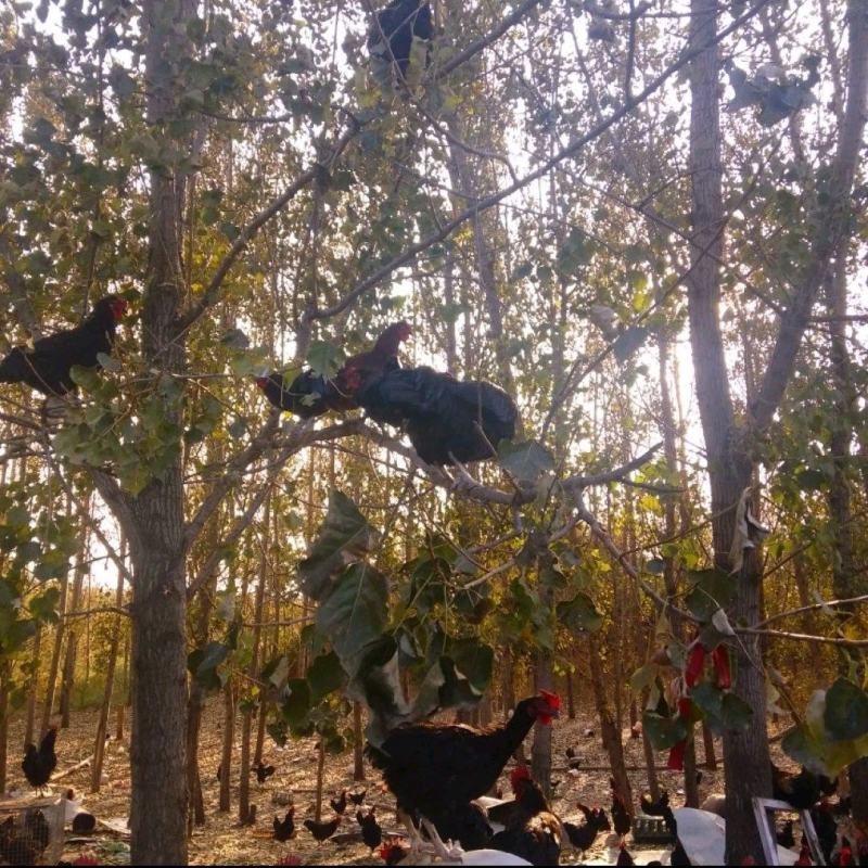 山东红公鸡大量现货供应全国支持团购批发市场欢迎咨询！