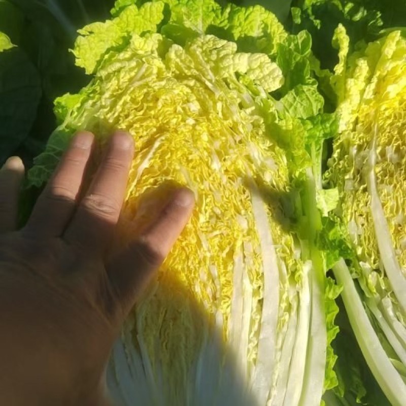 黄心菜有需要的联系