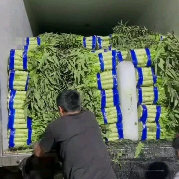 红叶三青莴苣莴笋无空心无花头，质量保证