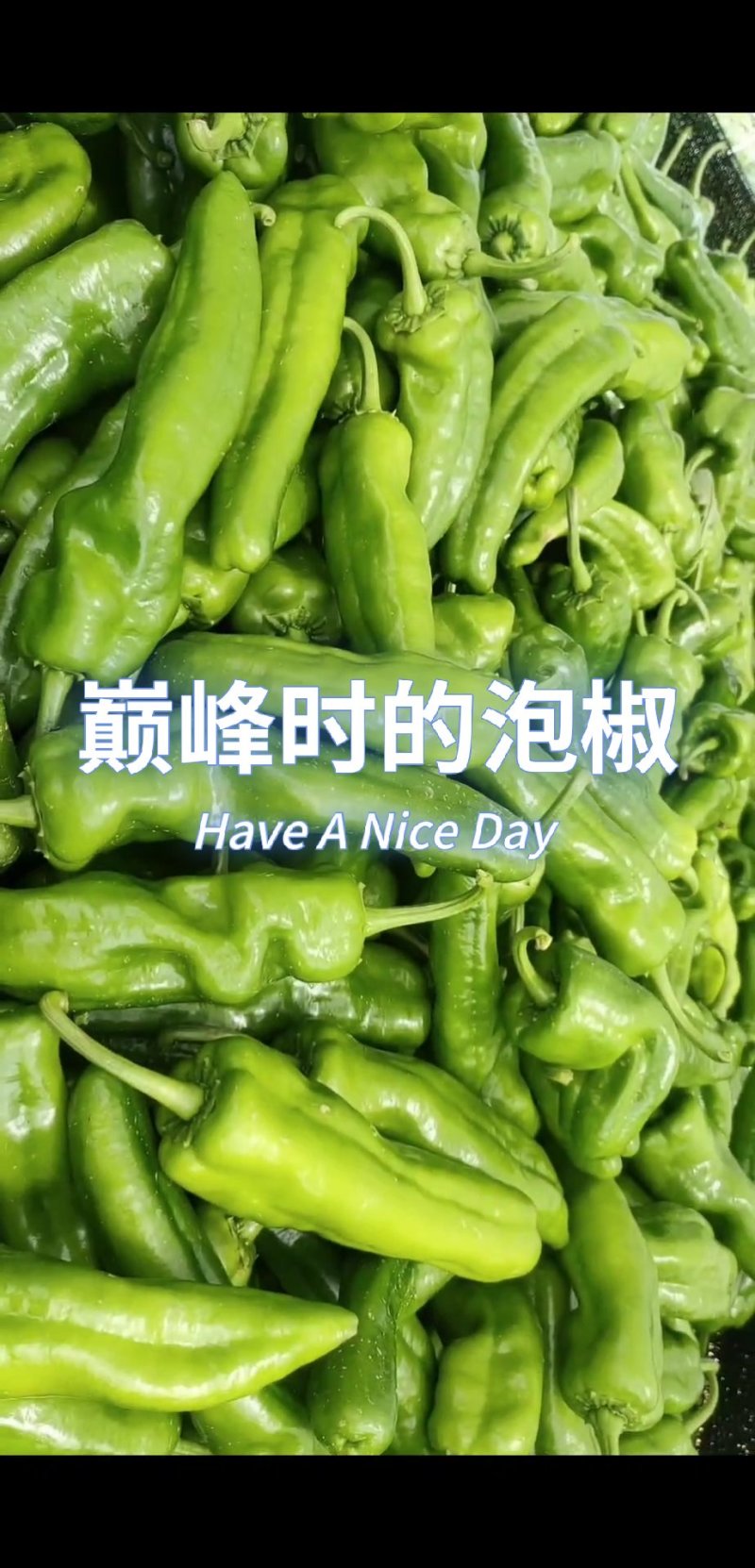 中软大辣椒上市中