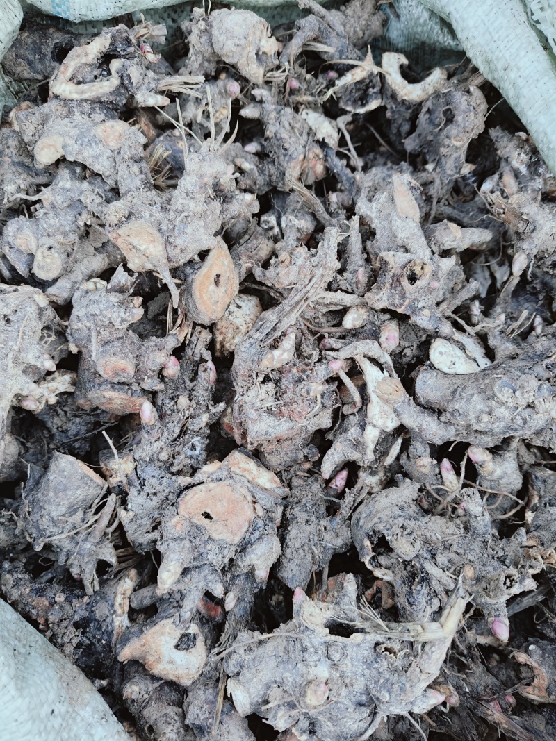 白芍芽苗-活率高提供种植技术欢迎来电咨询合作