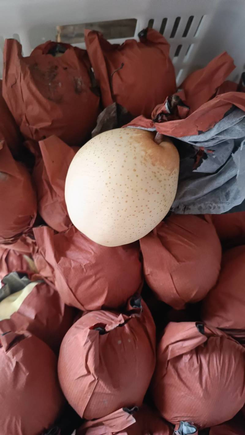 阳信梨，阳信鸭梨，新梨七号媚梨冷库货自己种植小型气调库货